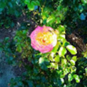 Meet your Posher, Tifany